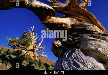 Mandíbula viejos pinos bristlecone pine Pinus longaeva antiguo bosque de pinos Britlecone árbol muy viejo 4000 años verkn