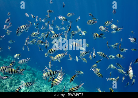 La imagen muestra una gran cantidad de peces, abudefduf nadar alrededor del arrecife de coral en las aguas del Mar Rojo, Egipto, cerca de la ciudad de Dahab. Foto de stock