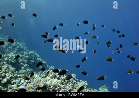La imagen muestra un montón de peces nadando alrededor de los arrecifes de coral, en las aguas del Mar Rojo, Egipto, cerca de la ciudad de Dahab. Foto de stock