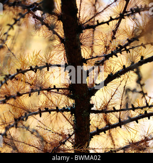 El alerce europeo árbol en otoño - fotografía artística Jane-Ann Butler Fotografía JABP929 Foto de stock