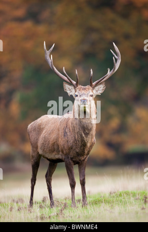 Ciervo rojo; Cervus elaphus; ciervo; El otoño