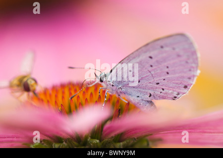 Un único y común mariposa azul - Polyommatus icarus en una flor cónica púrpura - Echinacea purpurea con hoverfly