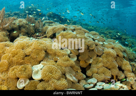 Reef scenic con cuero softcorals Raja Ampat Indonesia Foto de stock