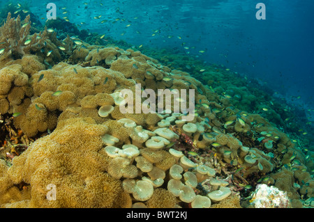 Reef scenic con cuero softcorals Raja Ampat Indonesia Foto de stock
