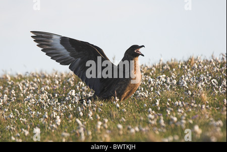 Gran skúas.Stercorarius skúas. alas extendidas,llamar,en el campo de hierba de algodón.Shetland Isles.Reino Unido. Foto de stock