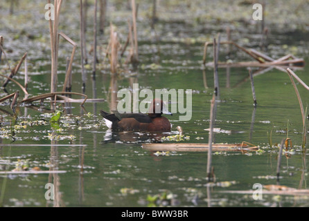 Porrón pardo (Aythya nyroca) macho adulto, nadando en el estanque pantanoso, Koshi Tappu, Nepal, enero Foto de stock