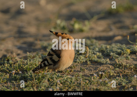 Abubilla (Upupa epops) adulto, alimentándose de Caterpillar, de pie en el suelo, Lesbos, Grecia, abril Foto de stock