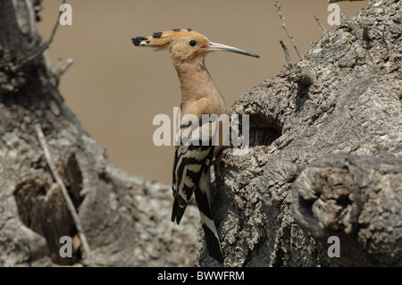 Abubilla (Upupa epops) adulto, encaramada en nesthole en árbol muerto, Lesbos, Grecia, abril Foto de stock