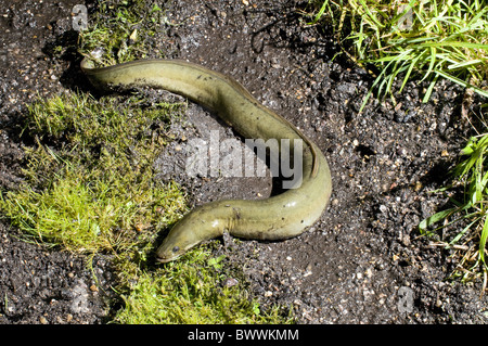 Animal Animales Pescar Peces Marinos De Agua Dulce De Europa Atlantica Europea Sea Los Peces Sea Peces Anguila Anguilas Naturaleza Fauna Acuatica Fotografia De Stock Alamy