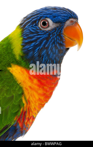 Rainbow Lorikeet, Trichoglossus haematodus, 3 años, delante de un fondo blanco