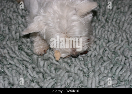 Westy, el perro, jugando, Westie Foto de stock