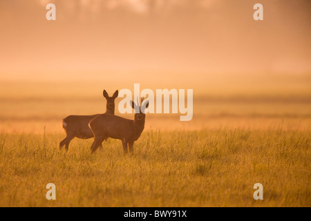 Los corzos en campo, Alemania