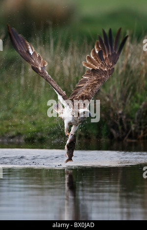 Osprey emergiendo de un lago con una gran trucha