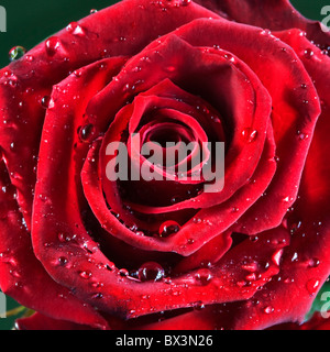 Rosa roja cubiertos de gotas de agua