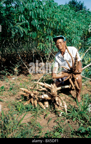 Agricultor mostrando "Las raíces de la yuca en el campo Foto de stock