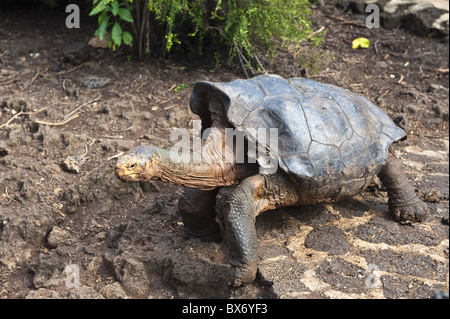 Diego, una tortuga gigante en la Estación de Investigación Charles Darwin, Parque Nacional Galápagos, Isla Santa Cruz, Galápagos, Ecuador Foto de stock