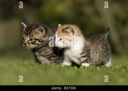 Zwei kaetzchen auf Wiese, dos gatitos en una pradera Foto de stock