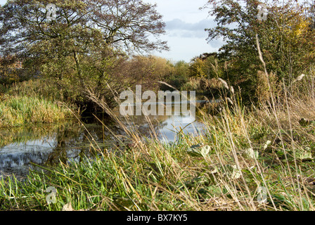 Stanley Duck Pond, cerca de Wakefield, West Yorkshire, Reino Unido Foto de stock