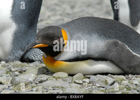 Retrato de un pingüino rey Aptenodytes patagonica, Isla Georgia del Sur Foto de stock
