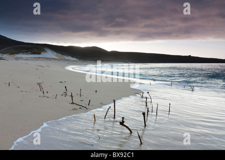 Las algas brotando en la playa de Traigh Mhor en la costa oeste de la isla de Harris, Escocia. Foto de stock