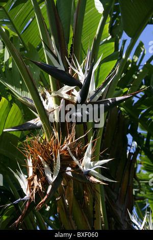 Strelitzia alba hojas de ave blanca del paraíso planta encima cielo azul al  aire libre Fotografía de stock - Alamy