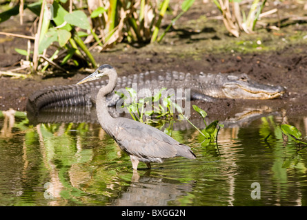 Típica escena de Everglades Alligator and Great Blue Heron en glade en los Everglades de la Florida, EE.UU. Foto de stock
