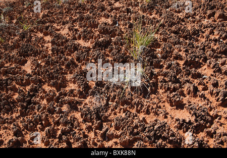 Primer plano del suelo cryptobiotic en el Parque Nacional Canyonlands, agujas, Distrito de Utah, EE.UU.. Foto de stock