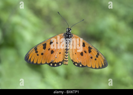 TAWNY COSTER Acraea terpsicore Footed mariposas Nymphalidae : Cepillo Foto de stock