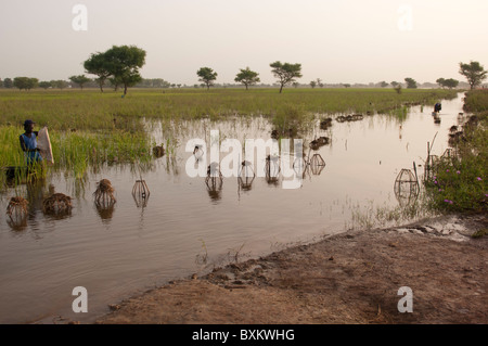 Bozo aldeanos pescar con trampas en los campos inundados del delta de Níger' cerca de Djenné (Malí). Foto de stock
