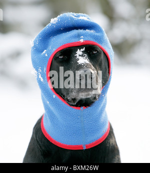 Perro doméstico pasamontañas para mantener calor en la nieve en invierno Fotografía de stock - Alamy