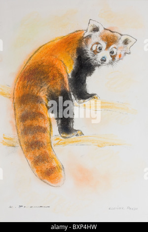 Fire fox (Ailurus fulgens) - pastel sobre papel por Kurt Tessmann Foto de stock