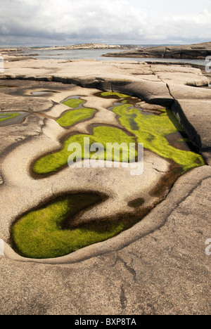 Las algas verdes crecen en charcos en una pequeña isla con forma de glacial de lisa, de granito rosado, la costa oeste de Suecia Foto de stock