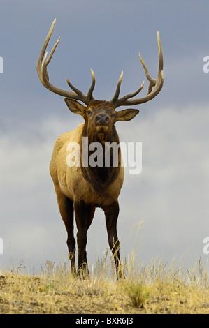 Un gran Bull Elk cerca en una arista como cae la noche en el Parque Nacional de Yellowstone.