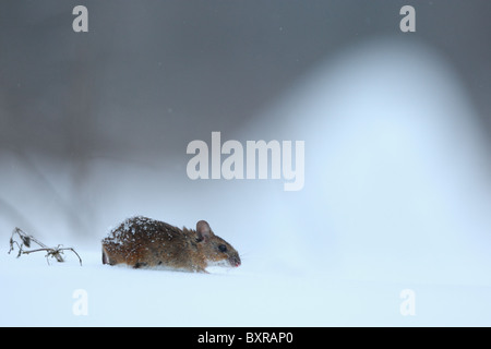 Ratón de cuello amarillo (Apodemus flavicollis) Foto de stock