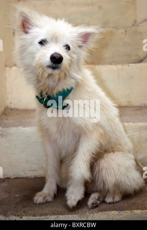 Un perro Pomerania blanco sentado con un cinturón en su cuello Foto de stock