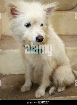 Un perro Pomerania blanco sentado con un cinturón en su cuello Foto de stock