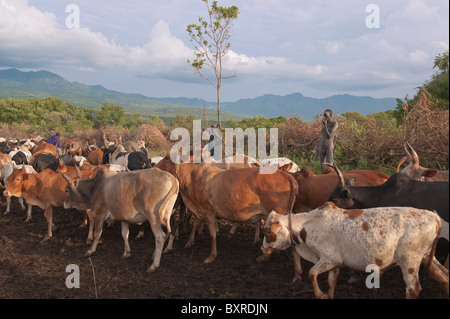 Surma herder con ganado cerca de Tulgit, Valle del río Omo, Etiopía África