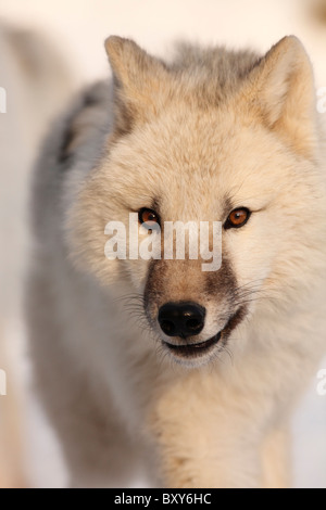 Cachorro de Lobo ártico; Canis lupus arctos Foto de stock