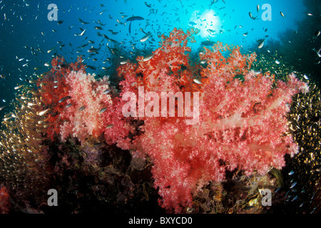 Corales blandos y pigmeos barrenderos, Dendronephthya sp., Phuket, Tailandia Foto de stock