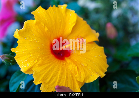 Flor de hibisco amarillo con gotas de lluvia Foto de stock