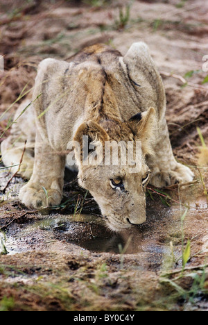 Cachorro de león (Panthera leo) más grande de África bebidas depredador de la piscina . La reserva de caza MALA mala.Parque Nacional Kruger en Sudáfrica.