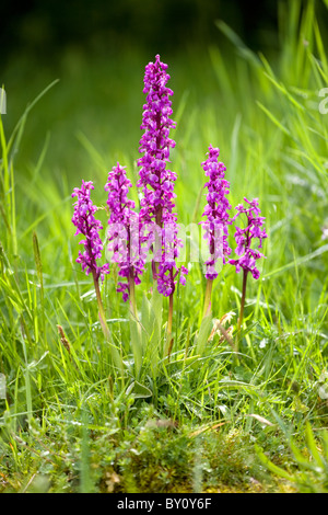Principios Purple Orchid Orchis mascula colonia clonal Foto de stock