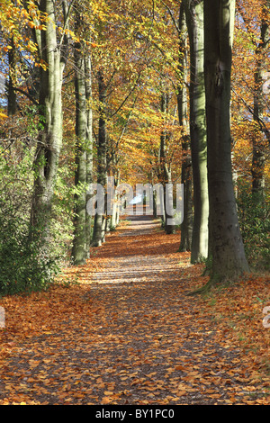 Una avenida de hayedos derramando su follaje de otoño en el bosque de Charnwood