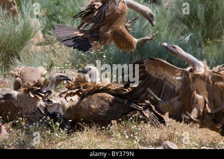 Buitre leonado (Gyps fulvus) que luchan por un pedazo de carroña Foto de stock