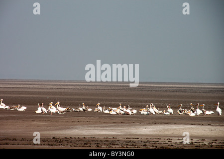 Un groupf de gran pelícano blanco (Pelecanus onocrotalus) aves de Rann de Kutch, Gujarat, India Foto de stock