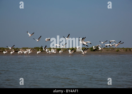 Un groupf de gran pelícano blanco (Pelecanus onocrotalus) aves del arroyo de Gujarat, India Foto de stock