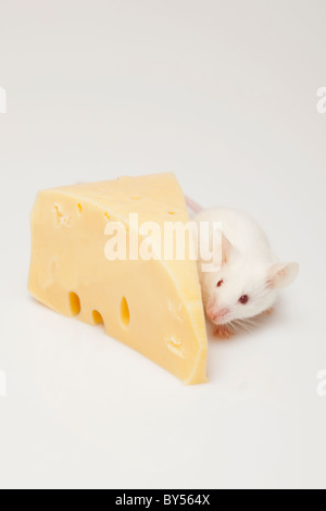 Ratón blanco escalada en un pedazo de queso Foto de stock