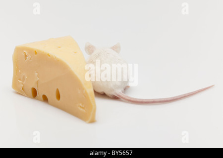 Ratón blanco escalada en un pedazo de queso Foto de stock