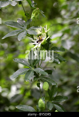 Pasionaria azul aka Hardy Passionflower o Caducifolio Pasiflora Passiflora caerulea, Passifloraceae. América del Sur. Foto de stock