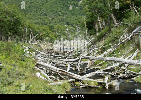 American el castor (Castor canadensis) Especies introducidas talados hayedos meridionales (Nothofagus sp.) Enlaces cerca del Lago Margarita Foto de stock